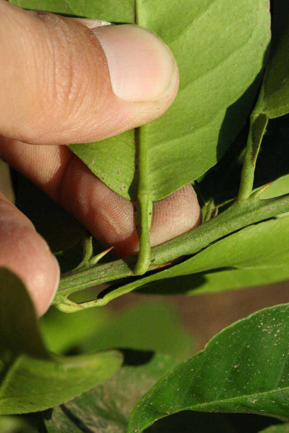              Petiole (Riverside, CA)       